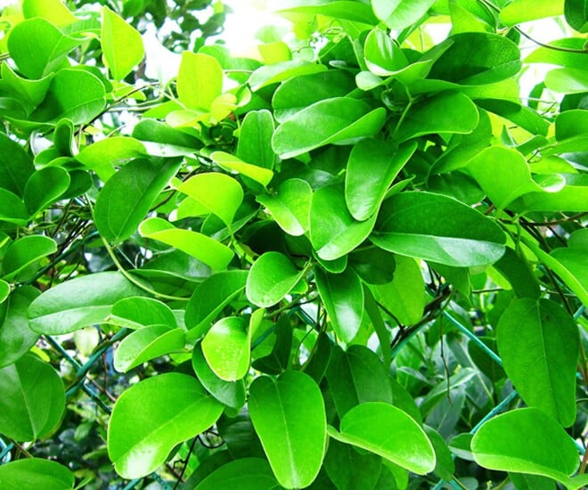 nghe-la-o-viet-nam-cay-dai-mang-ve-trong-hai-la-ban-quanh-nam-cham-vai-thang-bat-dau-hot-bac-thanh-d-b7-1749703846-396-width660height550