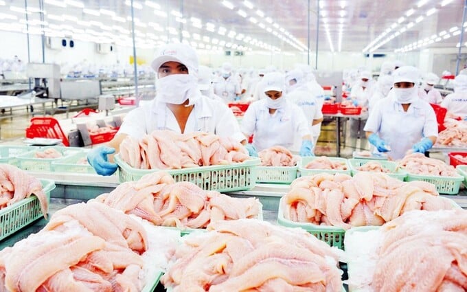 Cá tra là một trong những mặt hàng xuất khẩu chủ lực, mang về doanh số nhiều tỷ USD cho thủy sản Việt Nam.