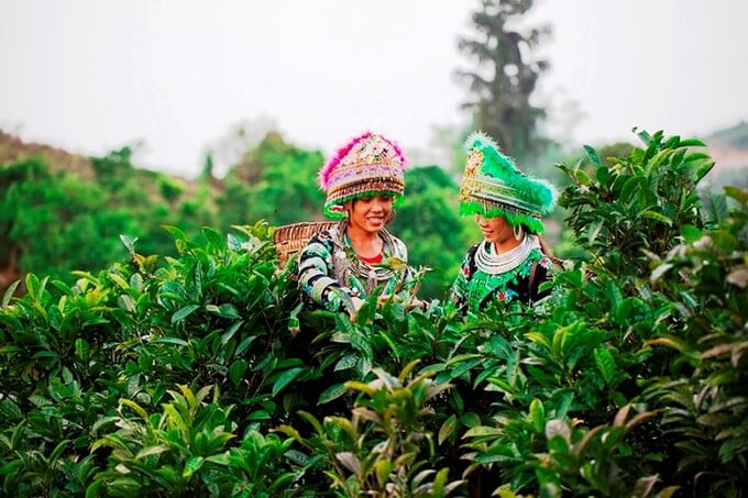 Chè San Tuyết Suối Giàng