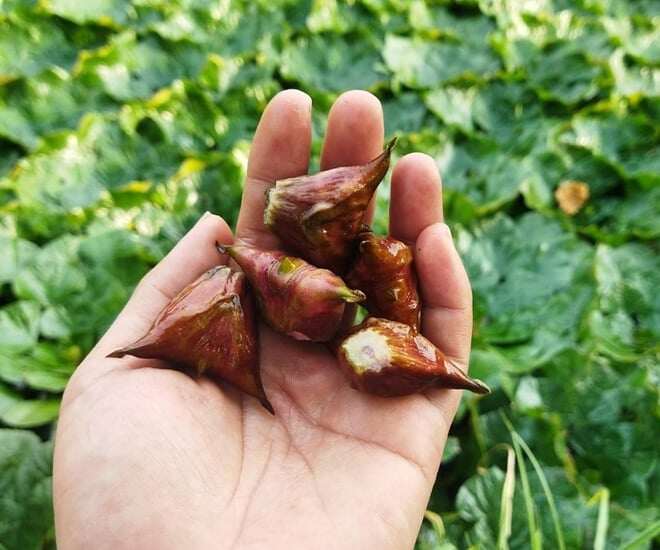 loc-troi-moc-duoi-bun-xua-khong-ai-ngo-ngang-nay-thanh-dac-san-noi-tieng-nguoi-thanh-pho-ua-chuong-4-n-1753950838-823-width660height550