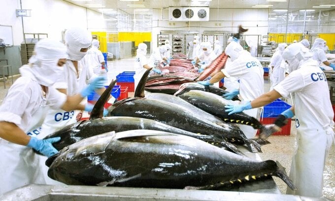 7 tháng đầu năm, kim ngạch xuất khẩu cá ngừ đạt gần 542 triệu USD, giảm 3% so với cùng kỳ năm 2024.