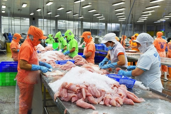 Xuất khẩu cá tra Việt Nam sang Mỹ trong 7 tháng đầu năm nay đạt 206 triệu USD, tăng 8% so với cùng kỳ năm ngoái.