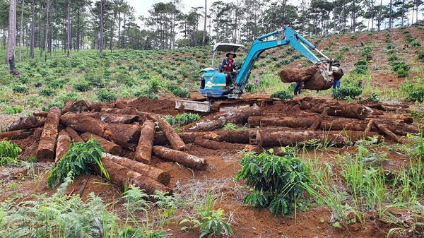 Tình trạng chuyển mục đích sử dụng đất rừng trái quy định đang diễn ra khá phổ biến tại Lâm Đồng