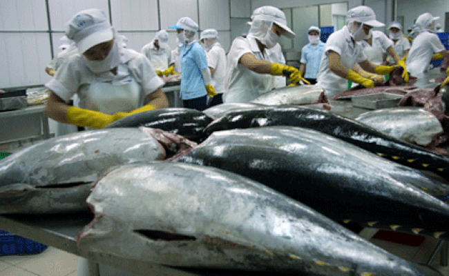 Xuất khẩu cá ngừ sang Bỉ tăng liên tục