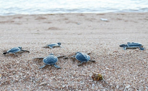 Rùa biển quý hiếm tại Vườn Quốc gia Núi Chúa tỉnh Ninh Thuận