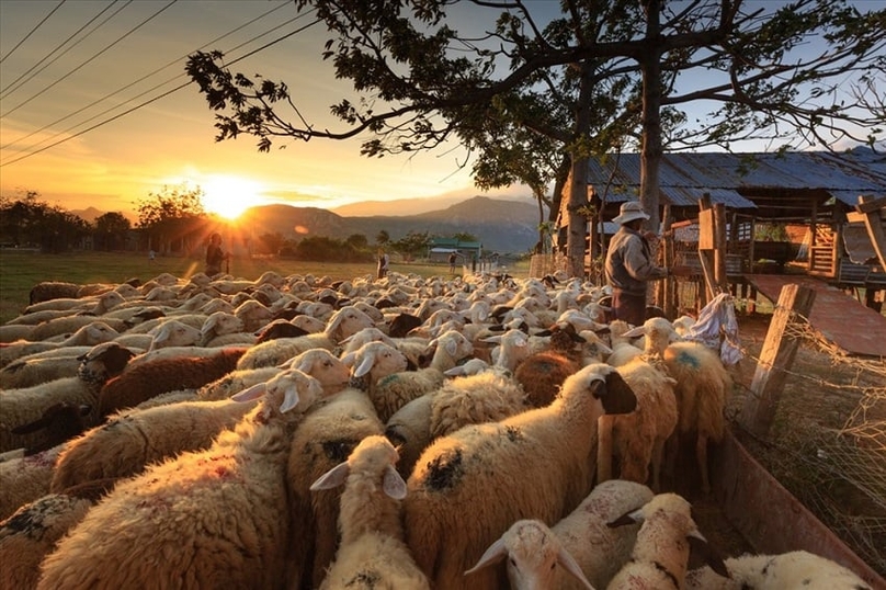 Chụp ảnh chất lừ bên những chú cừu hiền lành đáng yêu