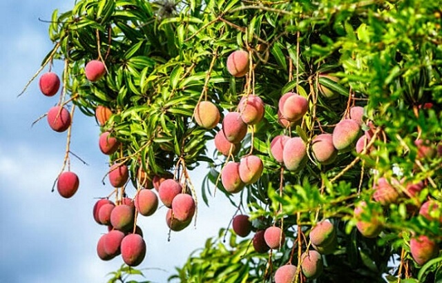 Xoài Úc là loại trái cây xuất khẩu nổi tiếng ở Cam Lâm có vỏ dày, trái tròn màu hồng tím nhạt.
