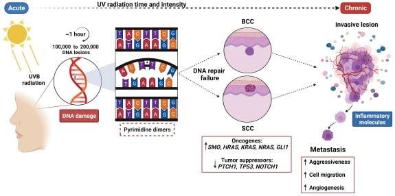 Hình 1. Cơ chế đột biến gen trong bệnh sinh hình thành ung thư da không hắc tố.