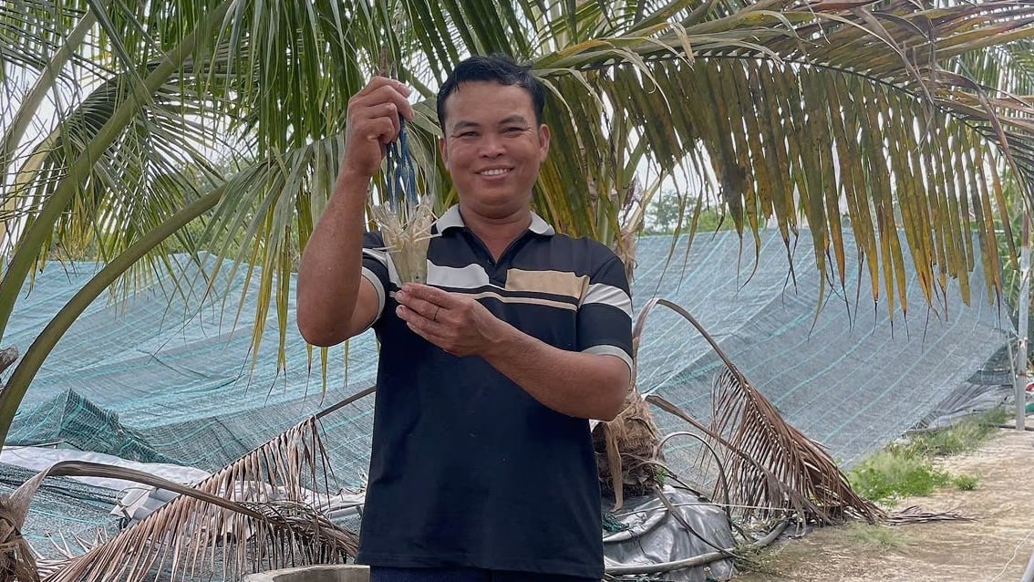 Nuôi thành công loài 'tôm sông khổng lồ', một tỷ phú Đồng Nai hễ bắt lên bán đắt, bán nhanh như tôm tươi