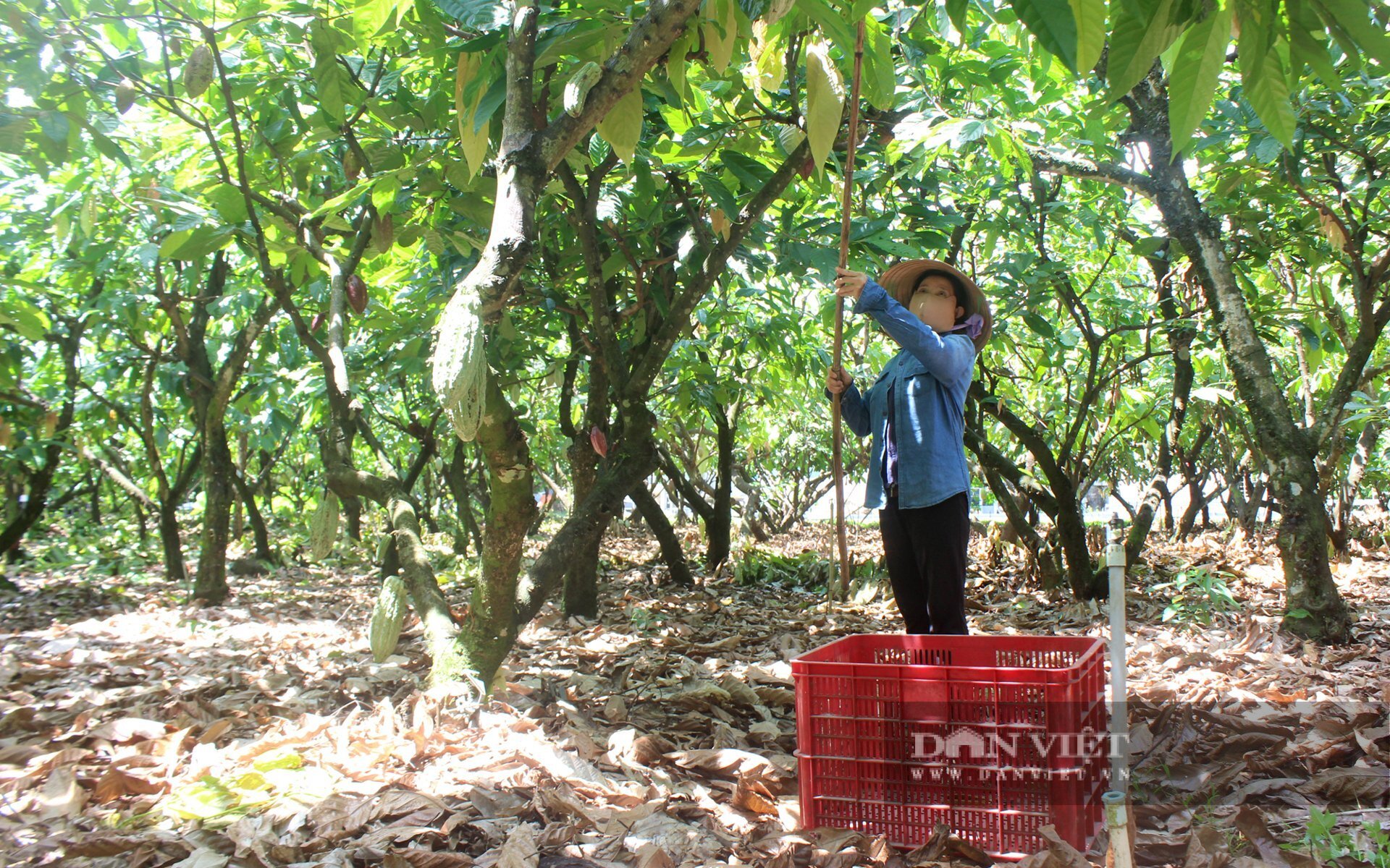 Nông dân và doanh nghiệp liên kết phát triển ca cao bền vững