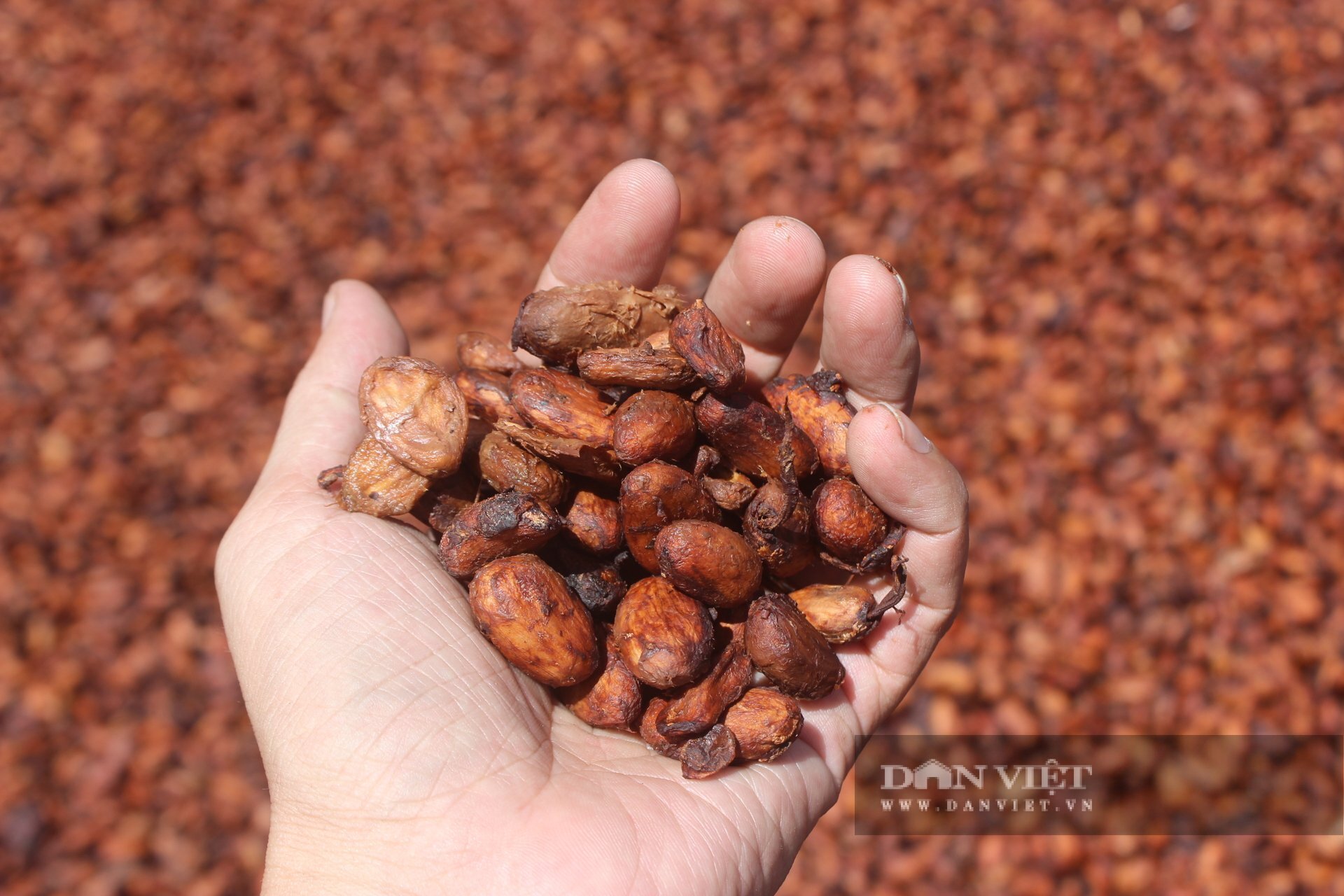 Nông dân và doanh nghiệp liên kết phát triển ca cao bền vững