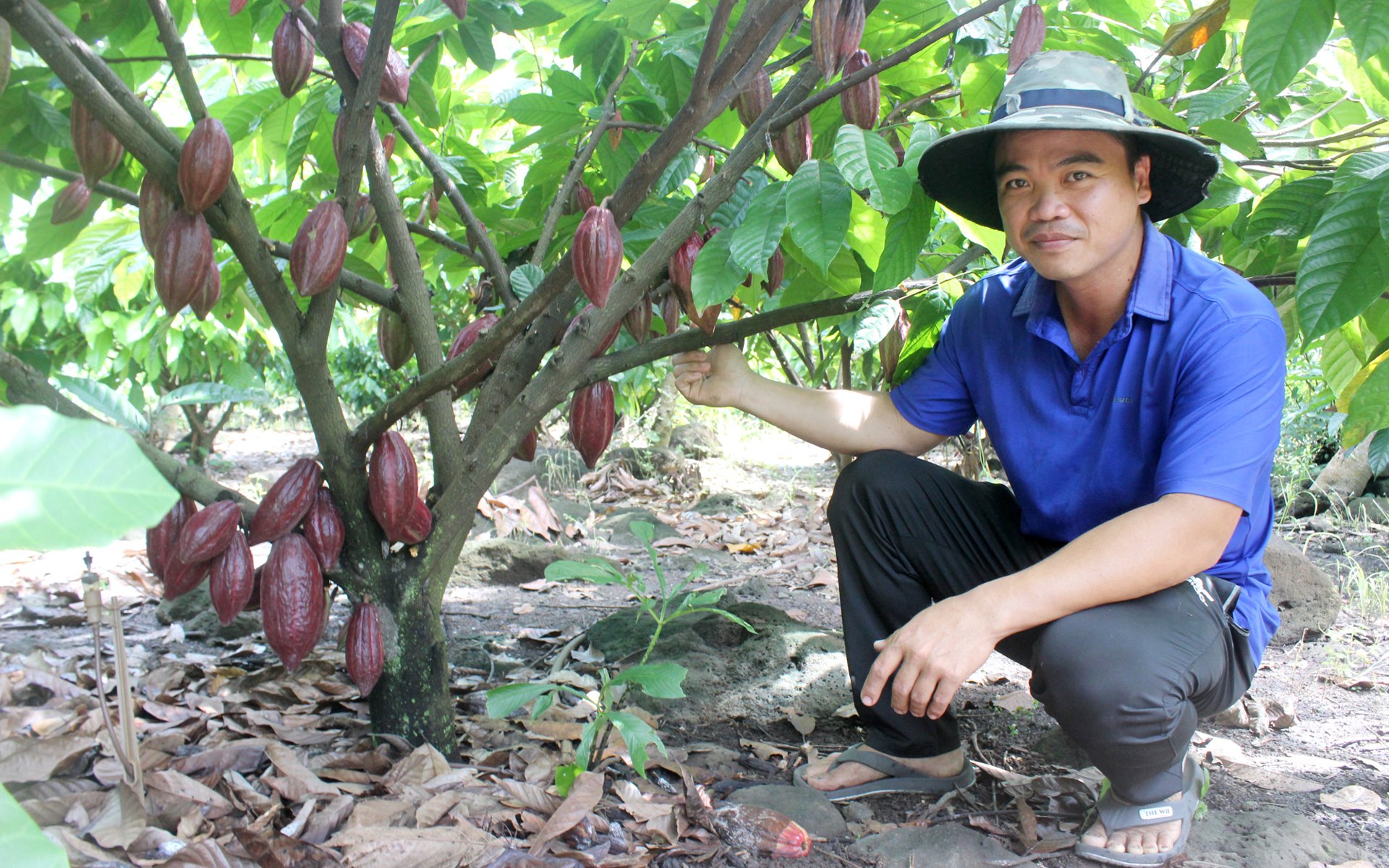 Nông dân và doanh nghiệp liên kết phát triển ca cao bền vững