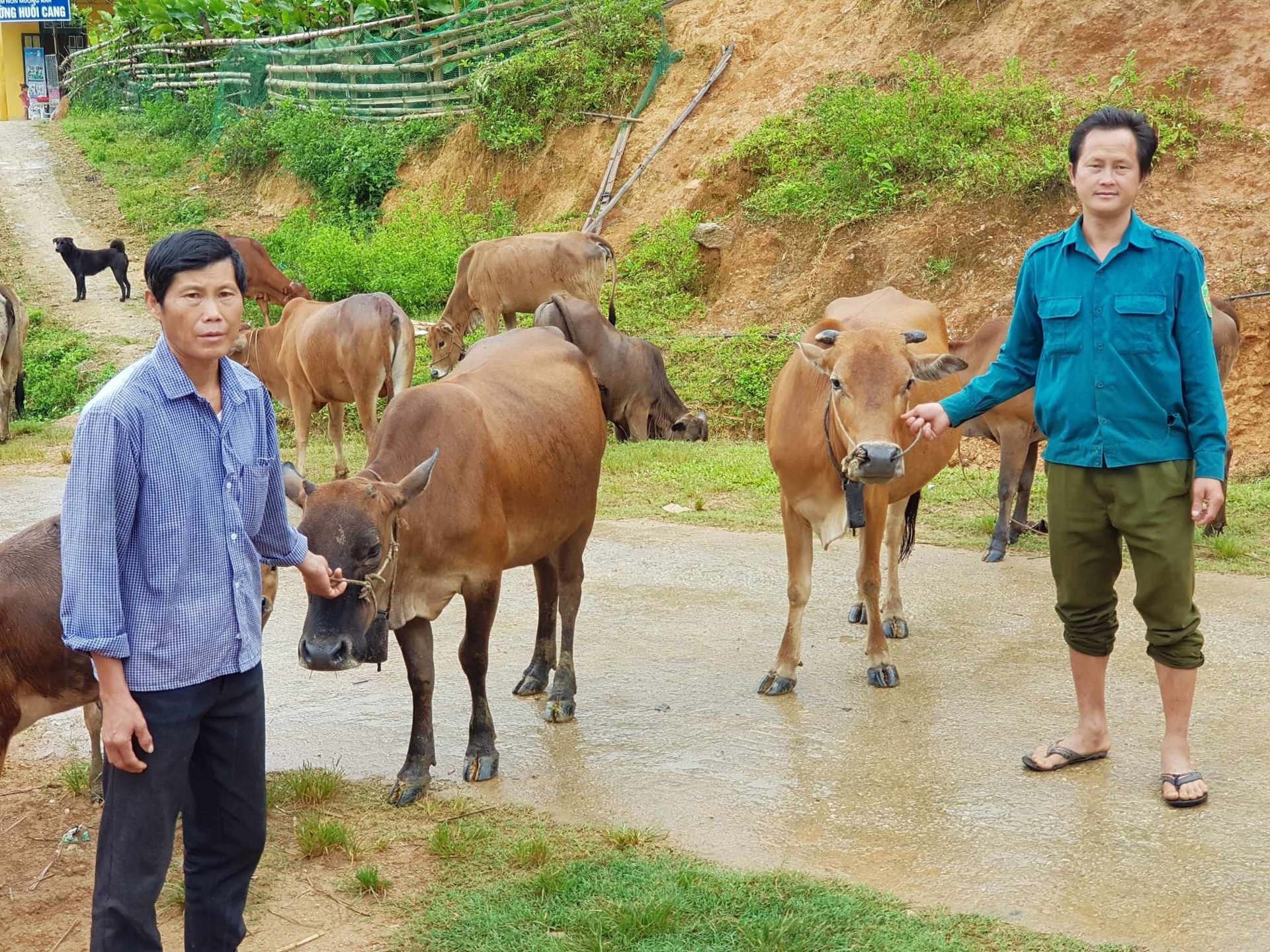Quỹ Hỗ trợ nông dân, giúp người dân Noong Luống phát triển chăn nuôi đại gia súc