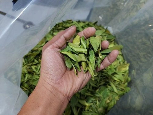Đừng chỉ ăn quả, lá loại cây này quý như