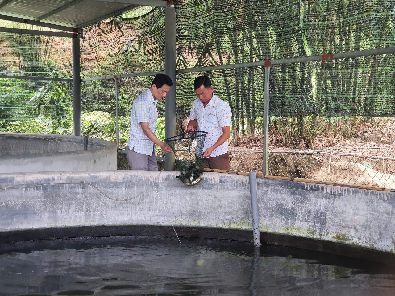 Đà Nẵng: Nuôi cá đặc sản dày đặc, mô hình tăng thu nhập, giảm nghèo bền vững cho người dân Hòa Bắc