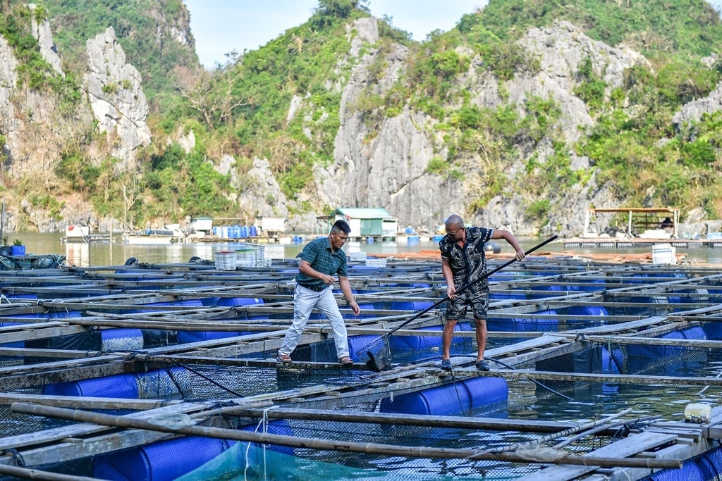 'Chuyển động' mới đối với ngành nuôi biển tại Quảng Ninh
