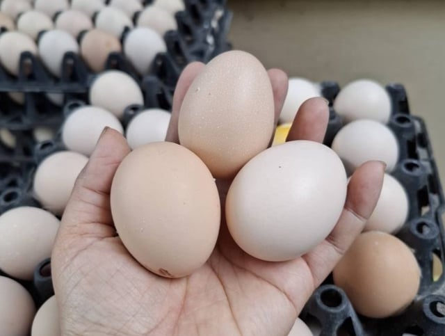 Vì sao không thể làm giả được trứng gà?- Ảnh 2.