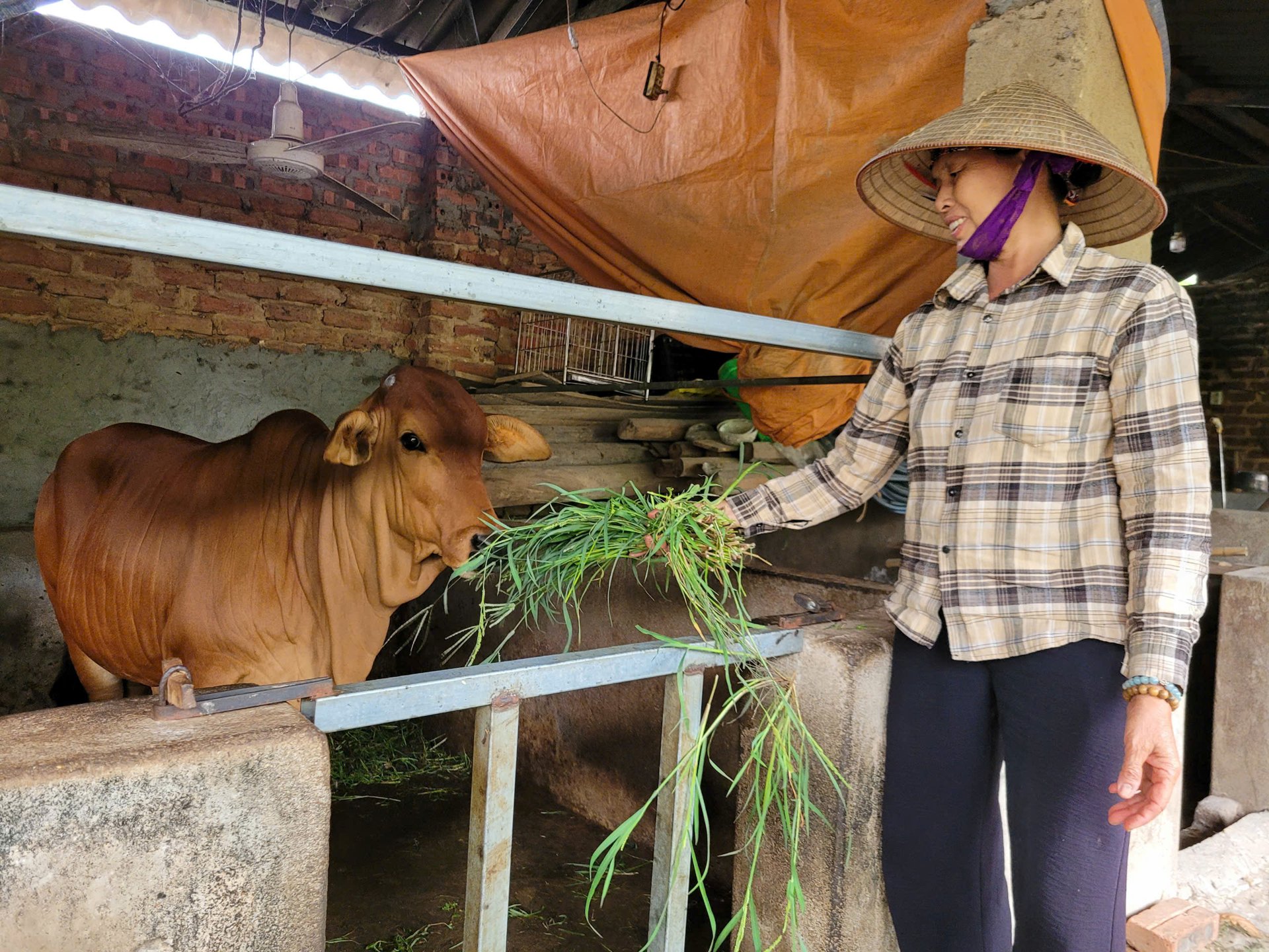 Dự án hỗ trợ bò sinh sản: Trao sinh kế, gieo hy vọng thoát nghèo cho bà con