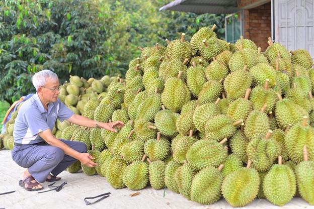 Sầu riêng được chỉ đạo ưu tiên thông quan xuất khẩu