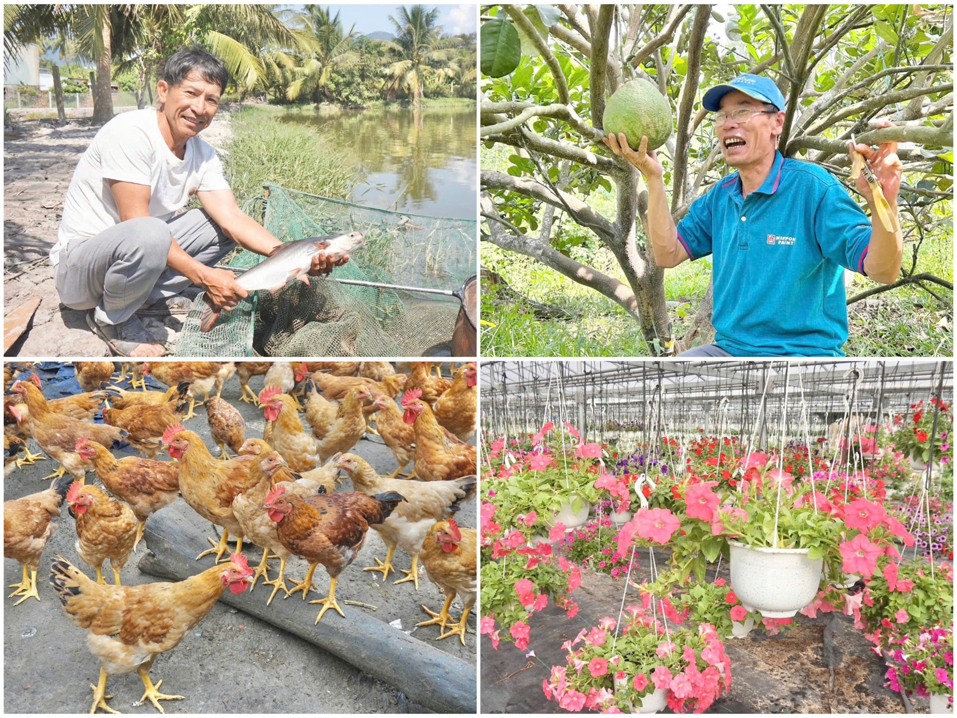 Xây dựng các mô hình kinh tế nông nghiệp hiệu quả, điểm sáng trong công tác Hội Nông dân Đà Nẵng