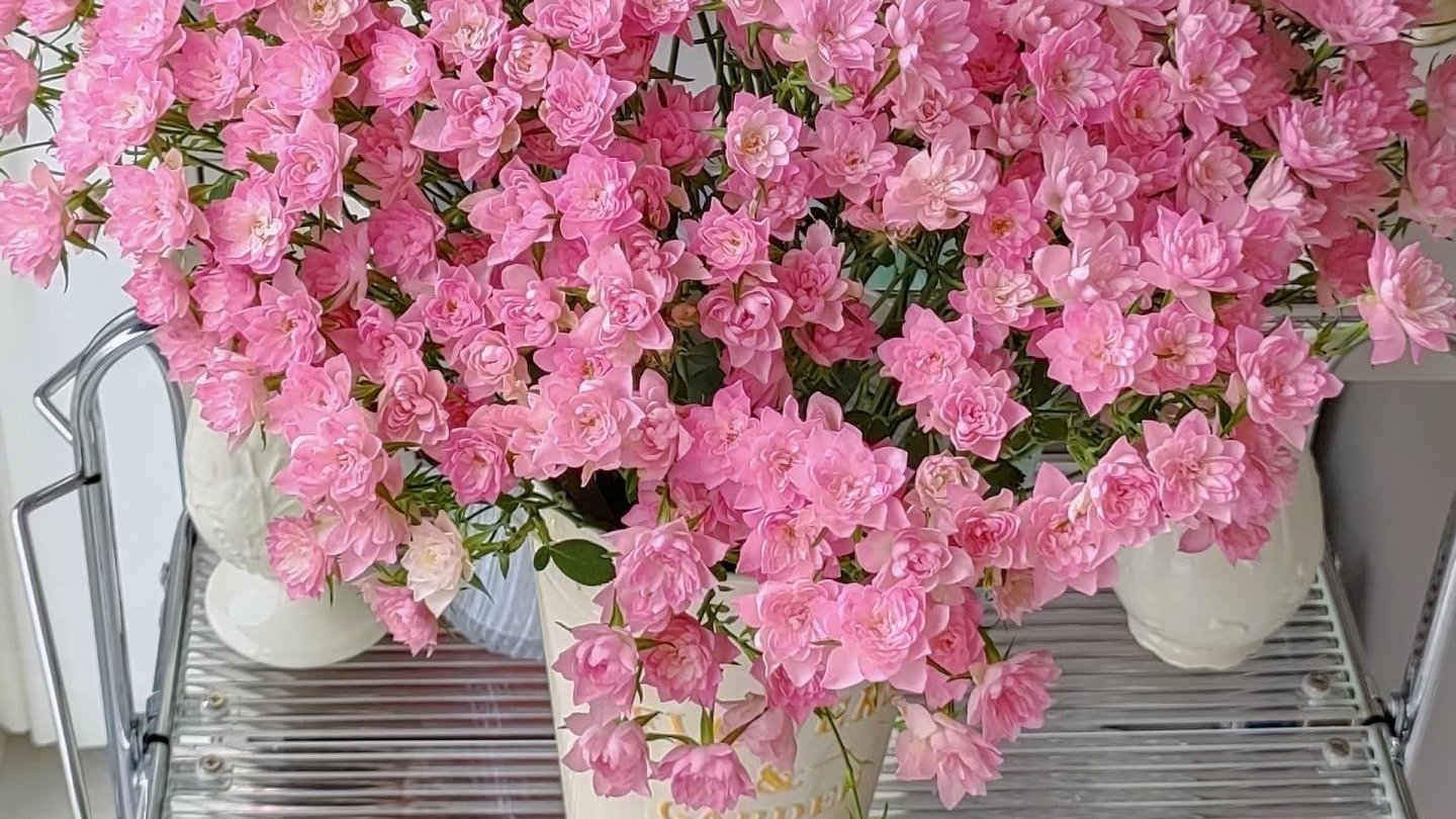 Hơn cả hoa hồng, cây cảnh nở hoa rực rỡ tựa đóa sen tí hon, nhiều như sao trên trời, suốt cả bốn mùa