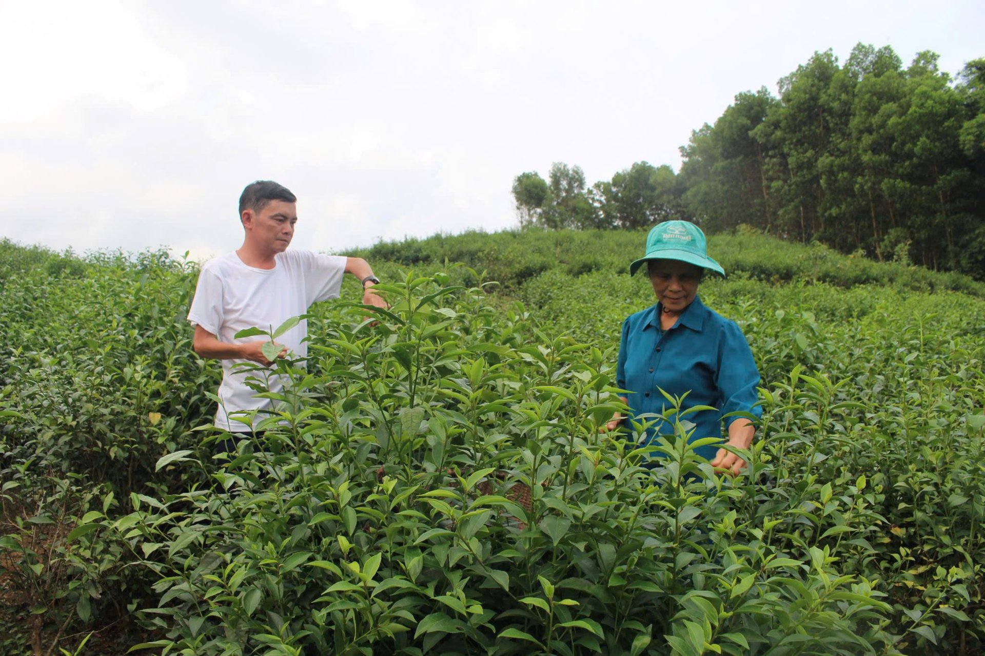 Ở một xã miền núi Thanh Hóa, dân đang có thu nhập tốt hơn nhờ loại cây trồng quen thuộc