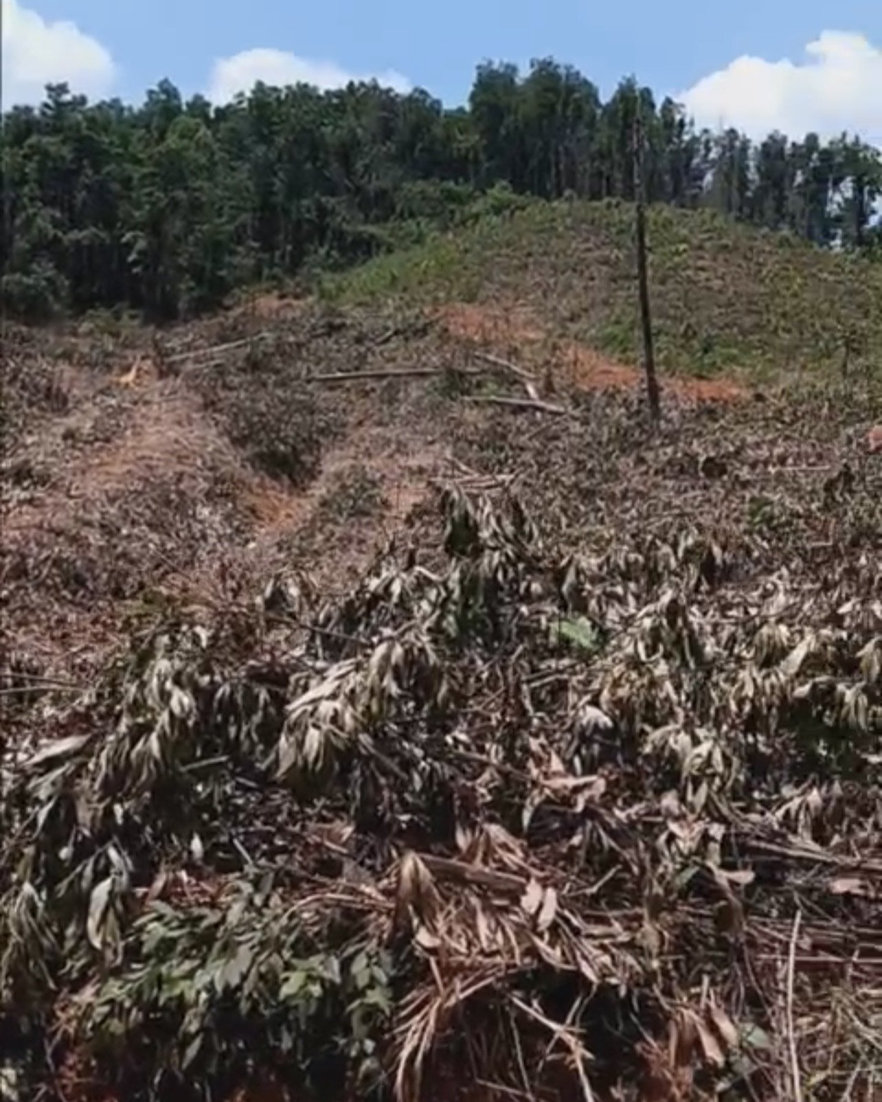 Gần 1,3ha rừng phòng hộ ở Bình Định bị 'cạo trắng', Chủ tịch UBND huyện Phù Mỹ chỉ đạo làm rõ trách nhiệm 