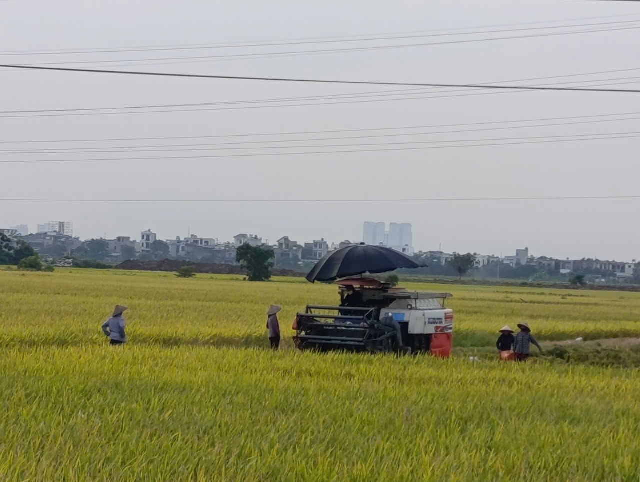 Nông dân Thái Bình đưa hàng trăm cỗ máy ra đồng thu hạt ngọc trời, có huyện mang hẳn 400 máy 