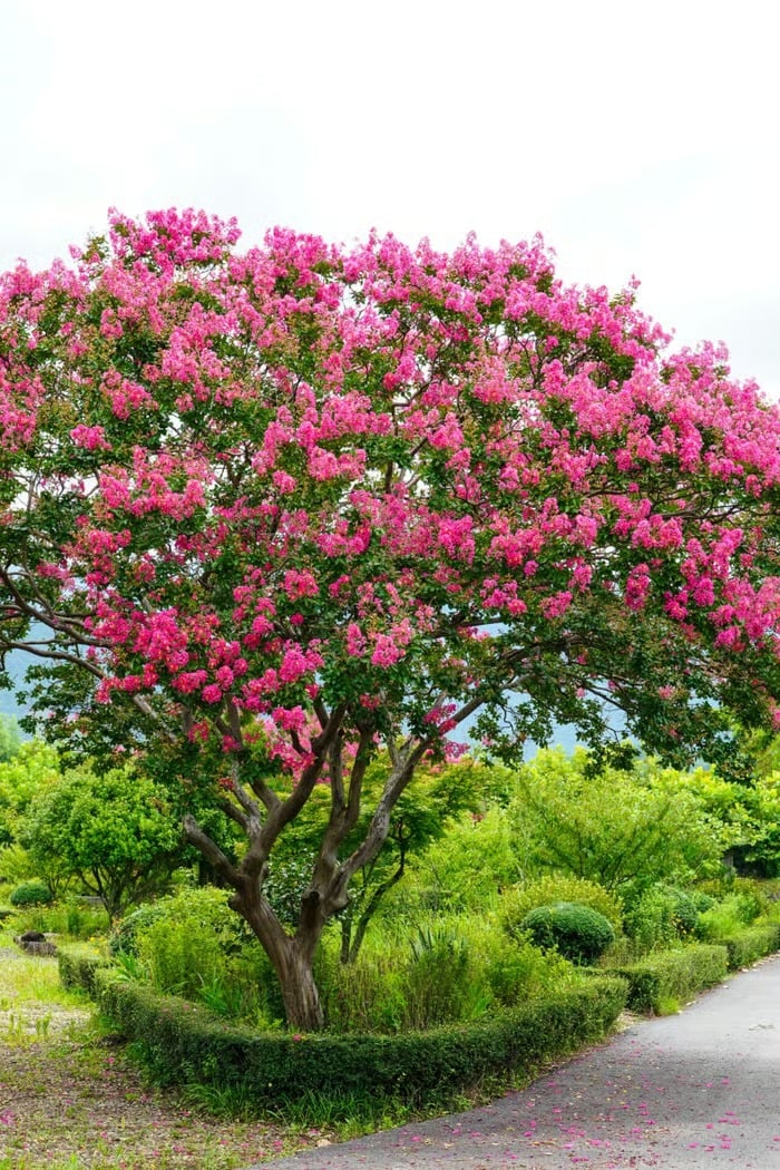 Cây cảnh 'bách nhật hồng', hoa nở rực rỡ, tươi đẹp như mây, trồng trong nhà mang lại phúc lành, tài lộc