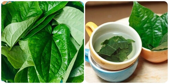 Lá lốt vừa là loại rau gia vị vừa là dược liệu tốt cho sức khoẻ