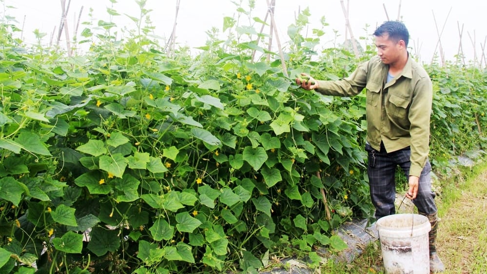 Trước giờ sáp nhập với tỉnh Bắc Ninh, bình quân mỗi xã của tỉnh Bắc Giang đang có trên 100 nông dân có thu nhập trên 1 tỷ đồng/năm