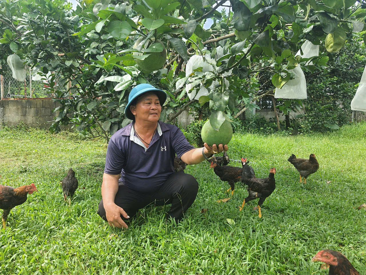 Trồng cây đặc sản có múi, nông dân xã Bà Nà của TP Đà Nẵng mới có đời sống khá giả