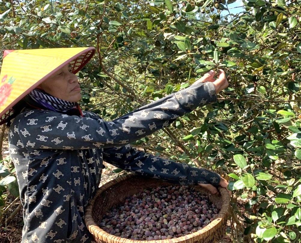 Giảm nghèo ở Quảng Trị: Trồng loài cây đặc sản trên đồi, nông dân ở xã này thu hàng chục triệu mỗi vụ