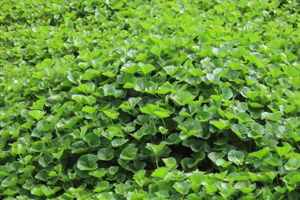 Ăn 1 mớ rau này tốt ngang thịt bò, ở quê mọc um tùm bờ ruộng - Ảnh 1.