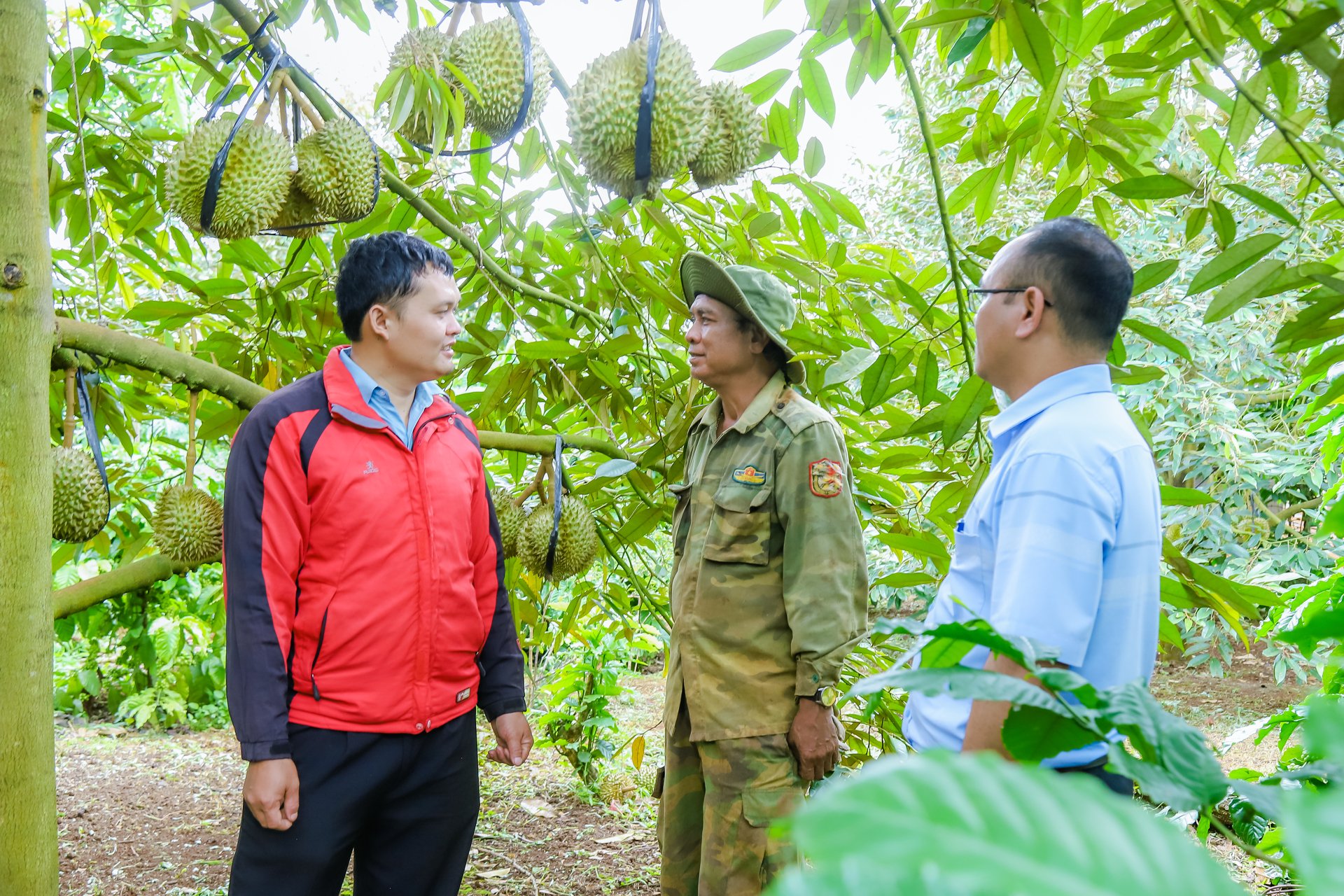 Giá sầu riêng đang tốt ở tỉnh Đắk Lắk (mới), vì sao thương lái vẫn 'ngủ ngày', dân cứ ngóng chốt vườn cho yên?