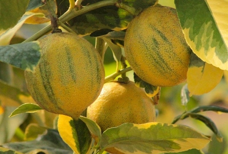 Cây cảnh hoàn hảo, lá đẹp như tranh, hoa thơm nồng đậm, quả ngon bổ dưỡng, kết trái quanh năm