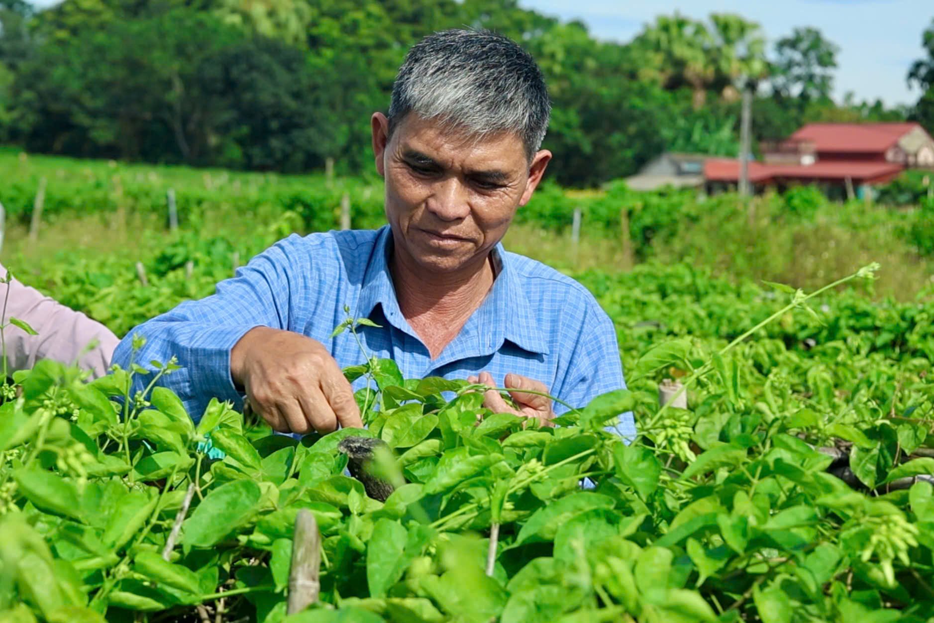 Trồng hoa thiên lý, hái liên tục, tiền liền tay, dân một xã mới ở tỉnh Thanh Hóa thu hàng trăm triệu/năm