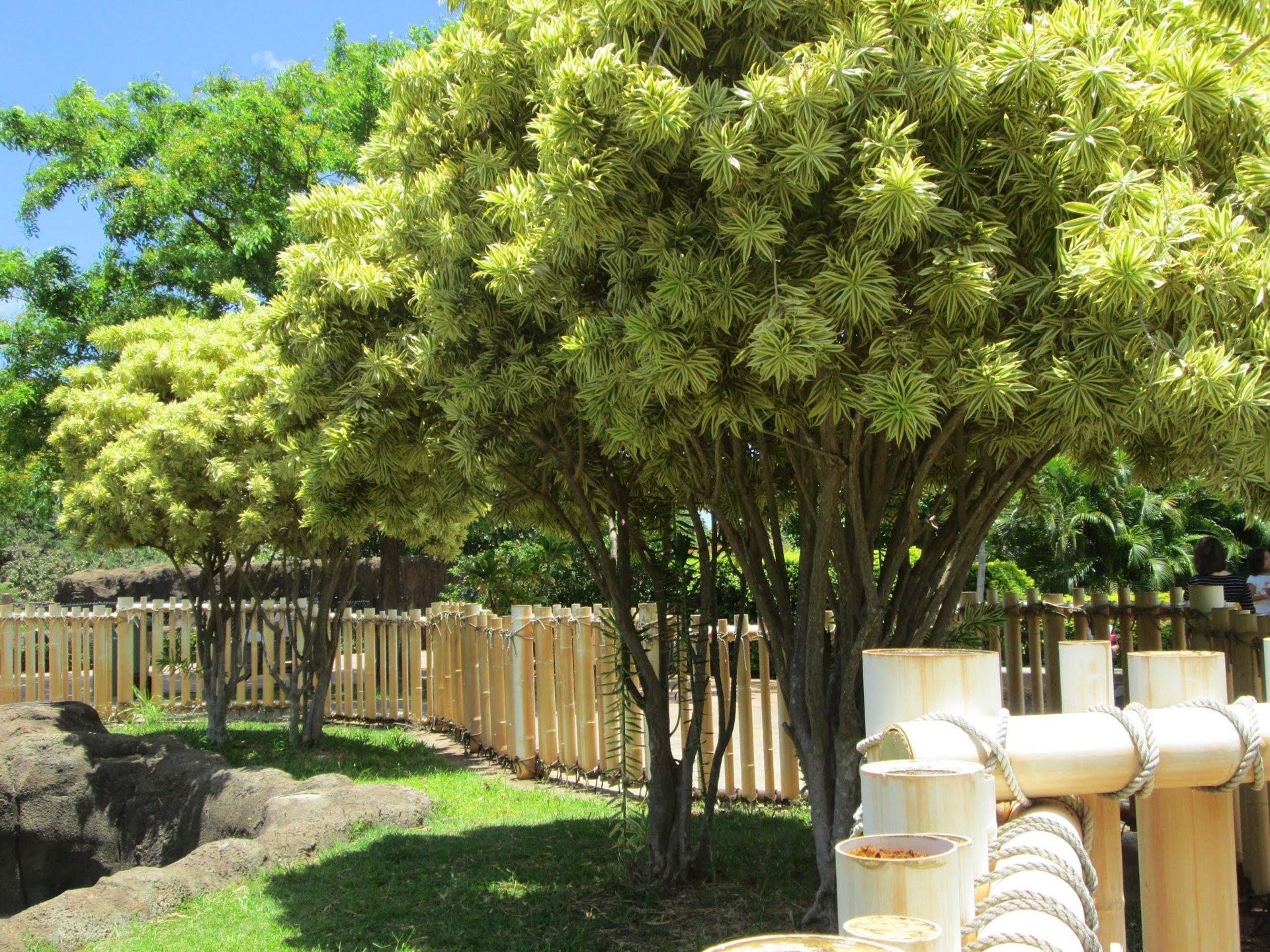 Cây cảnh 'hát' bài ca nhiệt đới, chỉ một cây đã tạo thành rừng rậm, thu hút tài lộc, may mắn cho gia đình