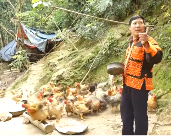 Nuôi gà đặc sản-gà 6 ngón trên núi Mẫu Sơn ở Lạng Sơn, cứ nói bán là người ta khuân đi cả đàn
