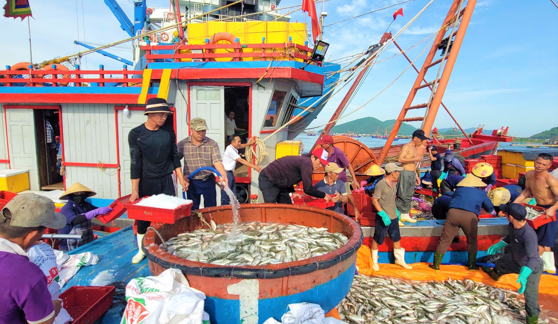 Ra biển đụng trúng đàn cá khổng lồ này, toàn cá ngon được tiền, sau 1 ngày, tàu Nghệ An mang vào 300 triệu