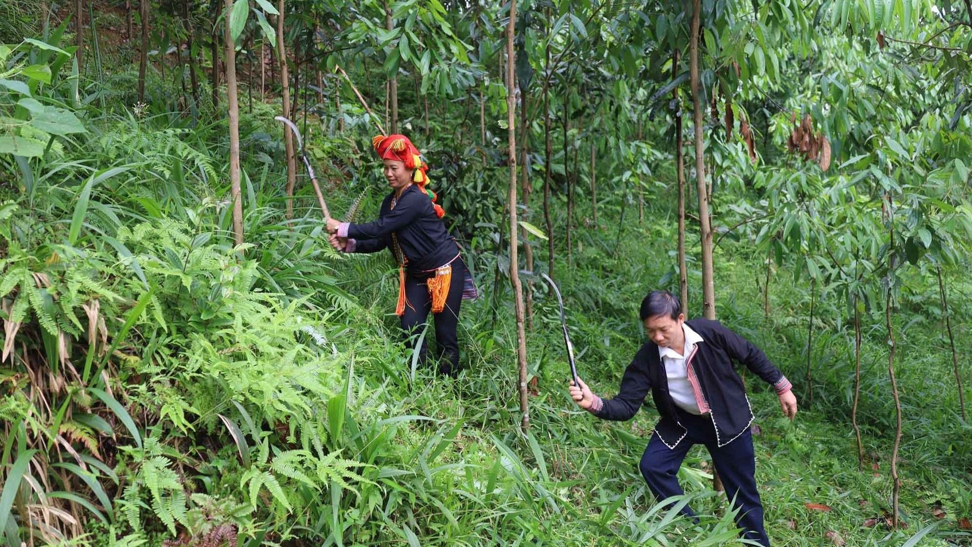 Loại cây này hễ 'xước tí da' thơm ba ngày, dân một xã ở Lào Cai trồng thành công, xây nhà lầu, tậu xe hơi