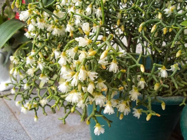 Đừng trồng sống đời, cây cảnh như những khúc xương nhảy múa này là thú chơi mới độc lạ, mang lại may mắn, tài lộc