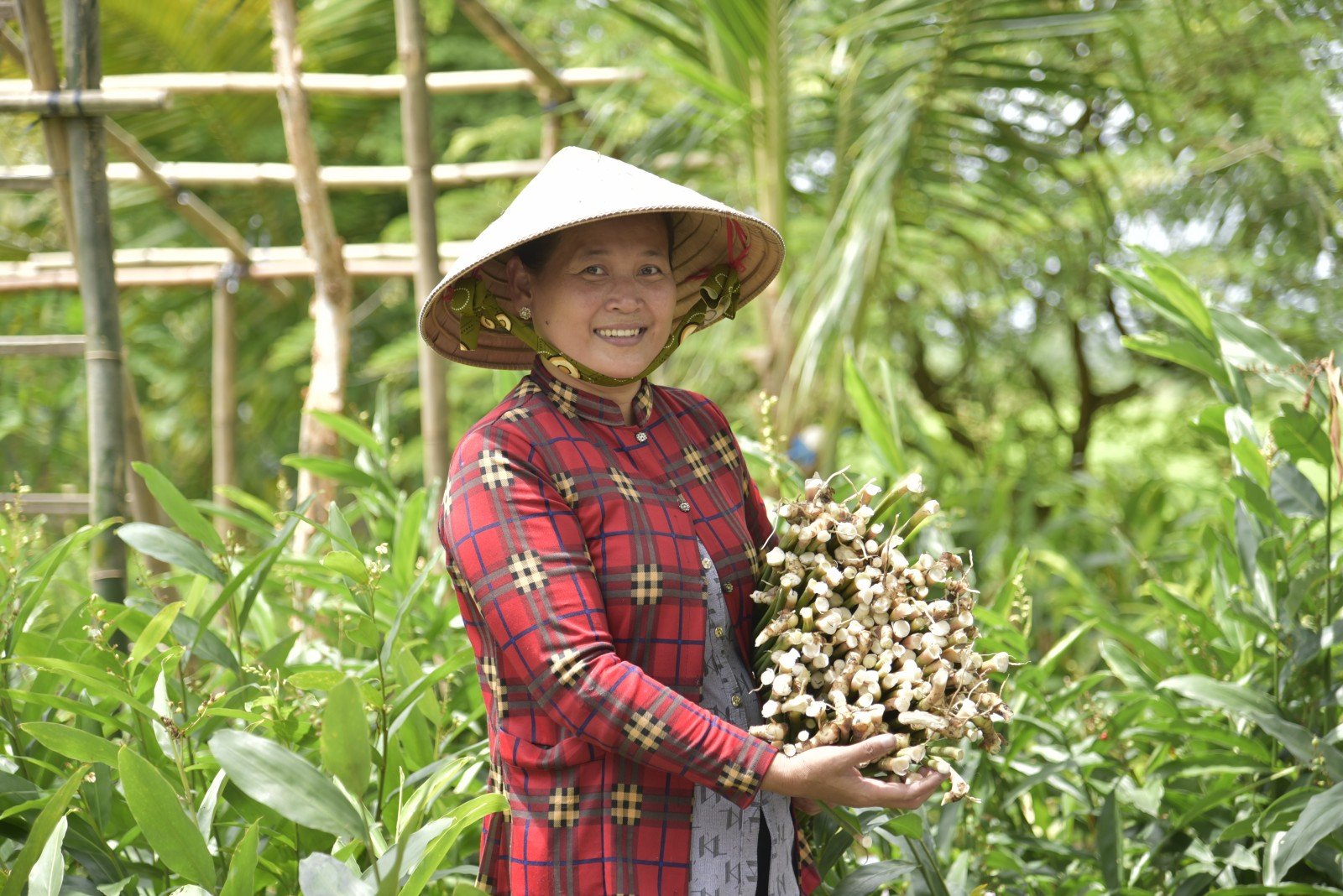 Bất ngờ ở An Giang, loại rau đặc sản tốt um này hóa ra ăn lại ngon, chống oxy hóa, tốt cho tim mạch 