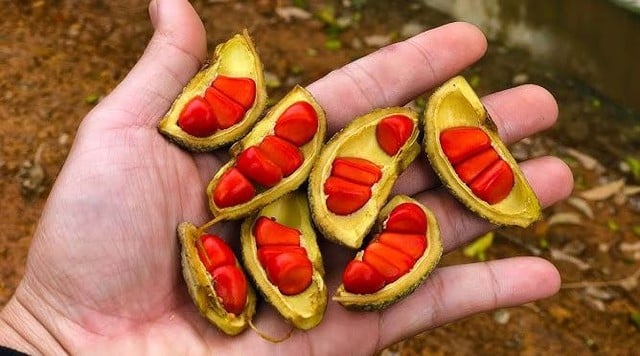 Loại hạt xưa rụng 