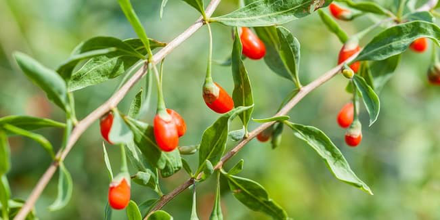 Đừng chỉ ăn quả, lá loại cây này quý như 
