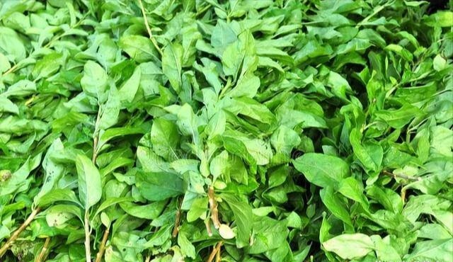 Đừng chỉ ăn quả, lá loại cây này quý như 