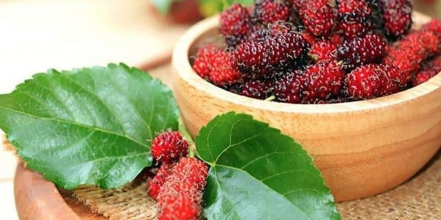 Đừng chỉ ăn quả, lá cây này quý như 