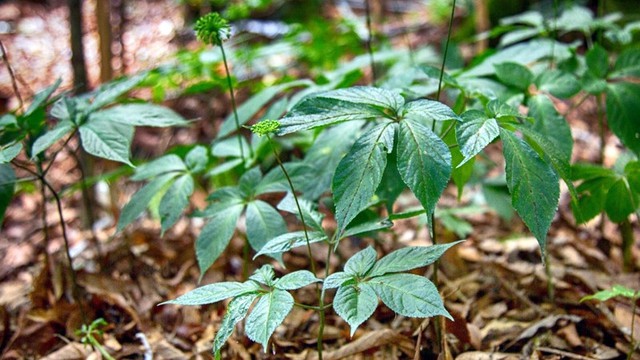 Loại lá đắt đỏ bậc nhất thế giới, 150 triệu đồng/kg, chỉ duy nhất Việt Nam sở hữu - Ảnh 4.