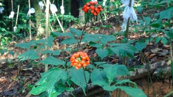 Loại lá đắt đỏ bậc nhất thế giới, 150 triệu đồng/kg, chỉ duy nhất Việt Nam sở hữu - Ảnh 1.