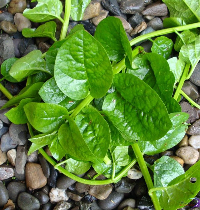 Ăn 1 mớ rau này tốt ngang